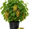 Muscadine Grape Vine Live Plant, Sweet Grapes, 20-22 Inches Tall, 1 Gallon Pot, Outdoor - Image 1