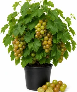 Muscadine Grape Vine Live Plant, Sweet Grapes, 20-22 Inches Tall, 1 Gallon Pot, Outdoor - Image 1