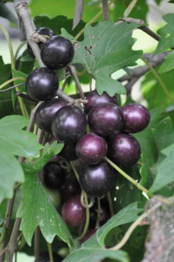 Muscadine Grape Vine Starter Plants – 3 Live Plants, 5-9 Inches Tall, Cold-Hardy - Image 2