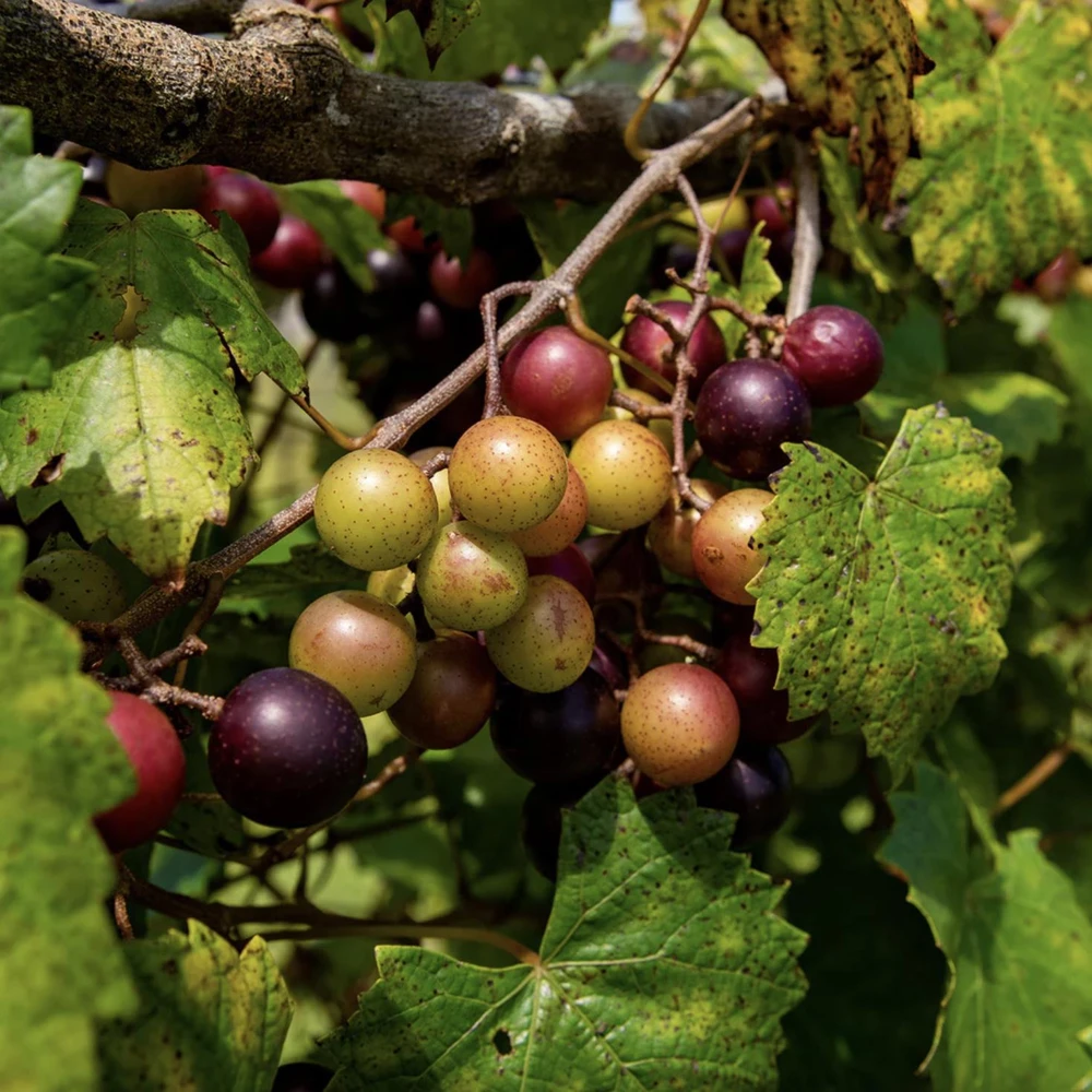 Muscadine Grape Vine Starter Plants – 3 Live Plants, 5-9 Inches Tall, Cold-Hardy - Image 3