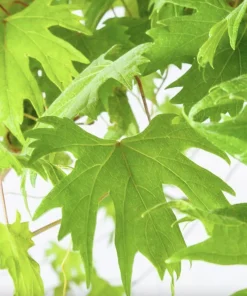 Muscadine Grape Vine Starter Plants – 3 Live Plants, 5-9 Inches Tall, Cold-Hardy - Image 4