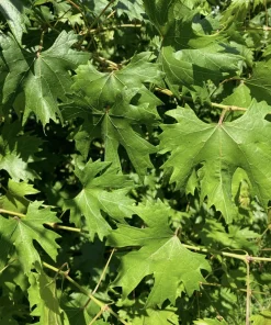 Muscadine Grape Vine Starter Plants – 3 Live Plants, 5-9 Inches Tall, Cold-Hardy - Image 6