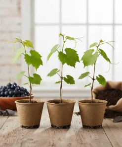 Muscadine Grape Vine Starter Plants – 3 Live Plants, 5-9 Inches Tall, Cold-Hardy - Image 1