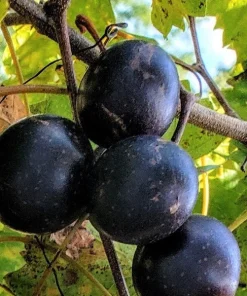 Muscadine Live Grape Vine Plants - 2 Pack Carlos & Cowart Varieties 1-2 Yr Old Outdoor - Image 2