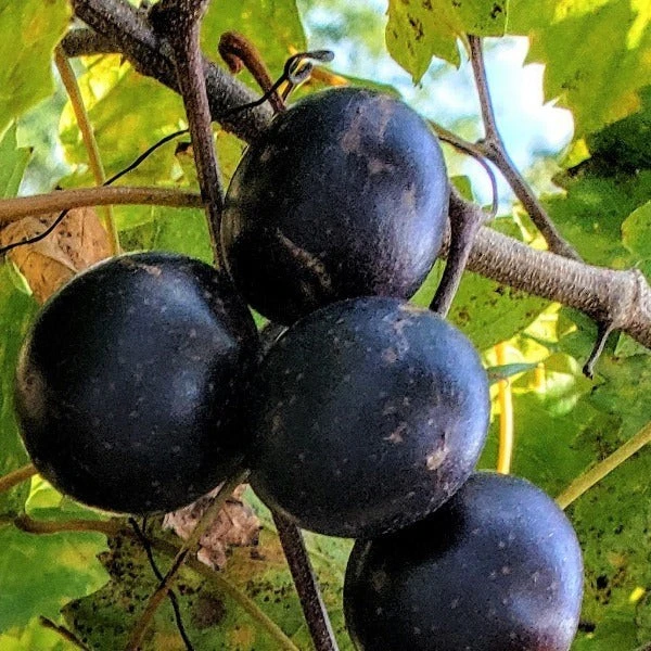 Muscadine Live Grape Vine Plants - 2 Pack Carlos & Cowart Varieties 1-2 Yr Old Outdoor - Image 2