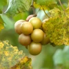 Muscadine Live Grape Vine Plants - 2 Pack Carlos & Cowart Varieties 1-2 Yr Old Outdoor - Image 1