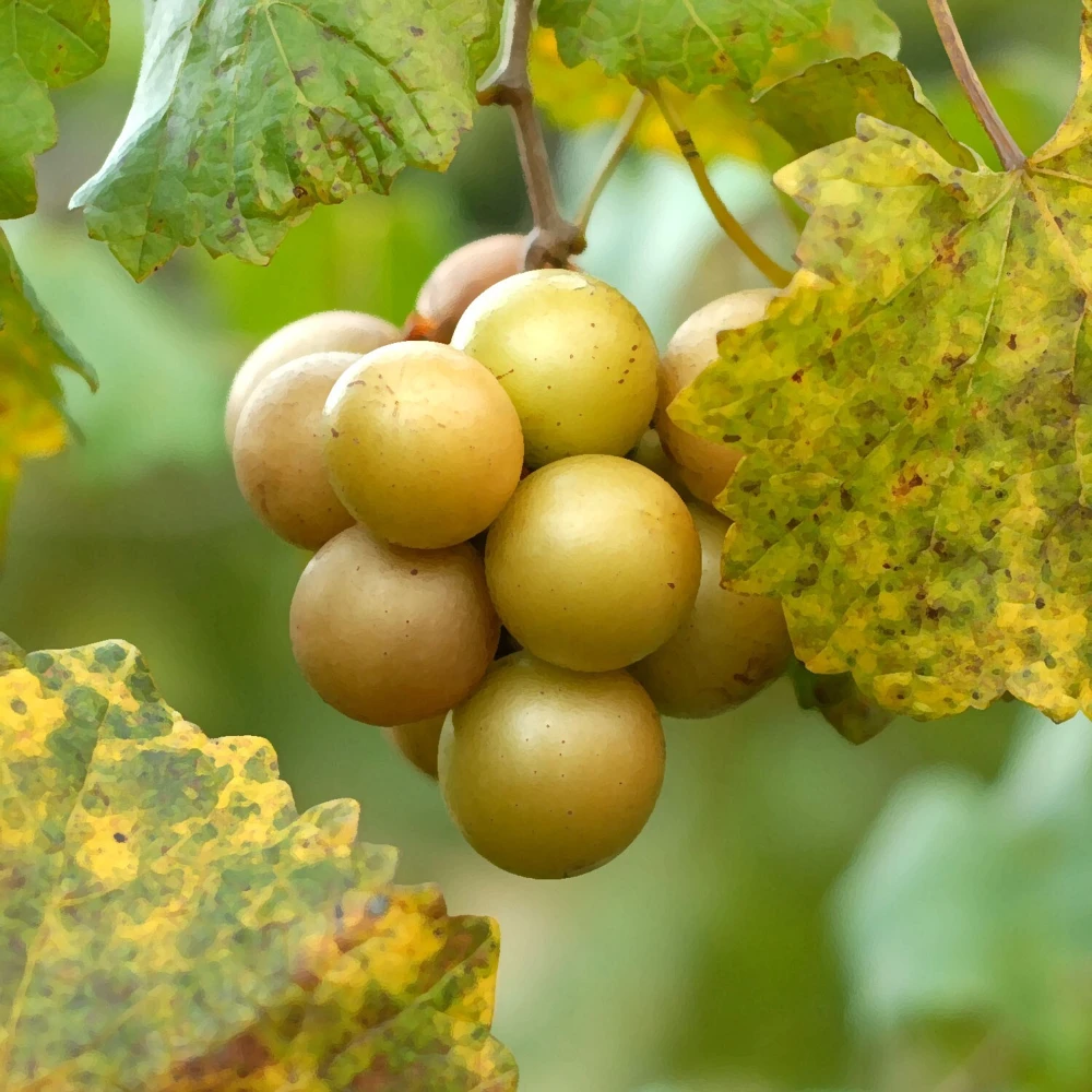 Muscadine Live Grape Vine Plants - 2 Pack Carlos & Cowart Varieties 1-2 Yr Old Outdoor - Image 1