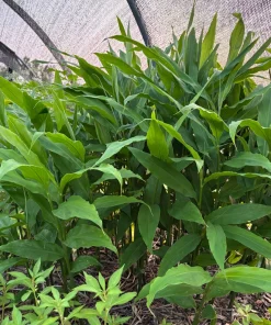 Myoga Ginger Live Plant - Zingiber mioga - 2 Inch Pot - Outdoor Perennial - Image 2