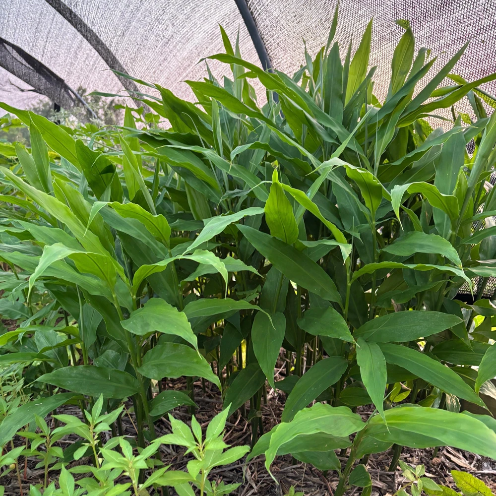 Myoga Ginger Live Plant - Zingiber mioga - 2 Inch Pot - Outdoor Perennial - Image 2