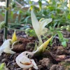 Myoga Ginger Live Plant - Zingiber mioga - 2 Inch Pot - Outdoor Perennial - Image 1