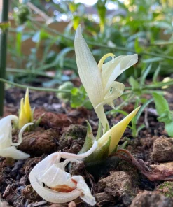Myoga Ginger Live Plant - Zingiber mioga - 2 Inch Pot - Outdoor Perennial - Image 1