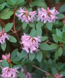 Myrtifolium Rhododendron Live Plant - Compact Evergreen, Lilac Blooms, #1 Container - Image 2