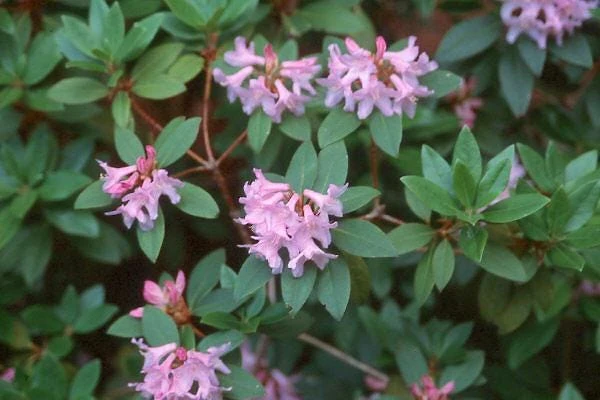 Myrtifolium Rhododendron Live Plant - Compact Evergreen, Lilac Blooms, #1 Container - Image 2