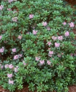Myrtifolium Rhododendron Live Plant - Compact Evergreen, Lilac Blooms, #1 Container - Image 3