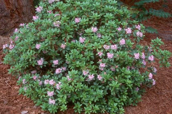 Myrtifolium Rhododendron Live Plant - Compact Evergreen, Lilac Blooms, #1 Container - Image 3