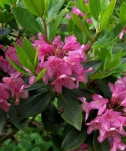 Myrtifolium Rhododendron Live Plant - Compact Evergreen, Lilac Blooms, #1 Container - Image 4