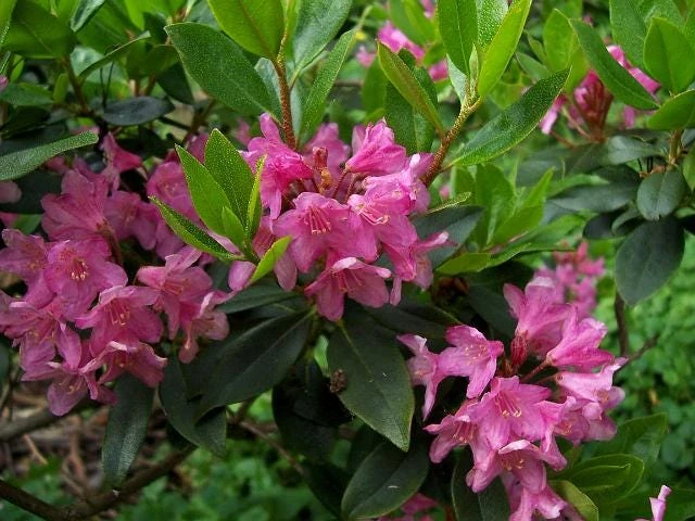 Myrtifolium Rhododendron Live Plant - Compact Evergreen, Lilac Blooms, #1 Container - Image 4