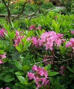 Myrtifolium Rhododendron Live Plant - Compact Evergreen, Lilac Blooms, #1 Container - Image 5