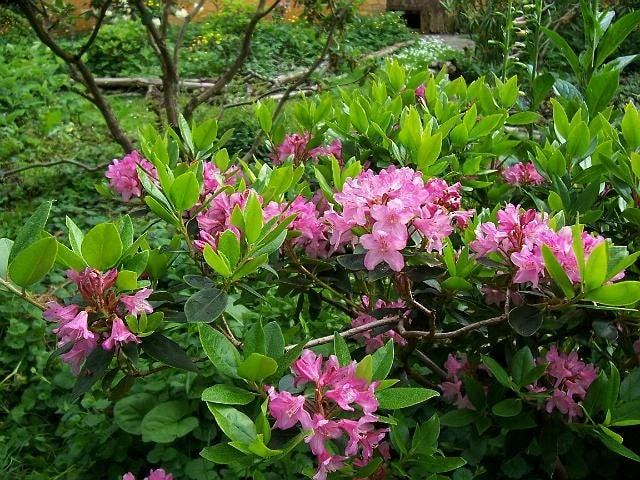 Myrtifolium Rhododendron Live Plant - Compact Evergreen, Lilac Blooms, #1 Container - Image 5