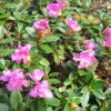 Myrtifolium Rhododendron Live Plant - Compact Evergreen, Lilac Blooms, #1 Container - Image 1