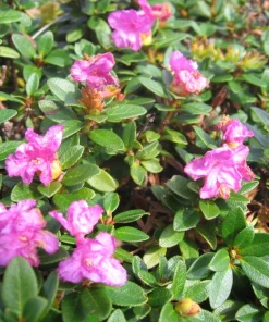 Myrtifolium Rhododendron Live Plant - Compact Evergreen, Lilac Blooms, #1 Container - Image 1