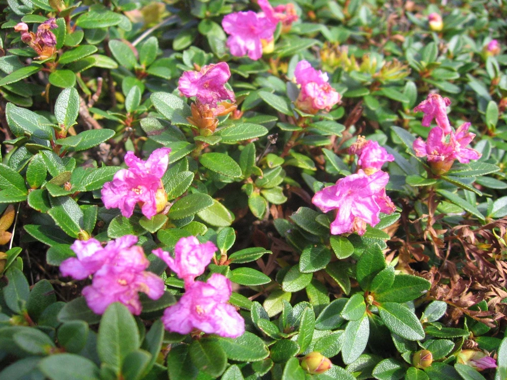 Myrtifolium Rhododendron Live Plant - Compact Evergreen, Lilac Blooms, #1 Container - Image 1