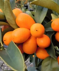 Nagami Kumquat Tree Live Plant – 2-5 Inch Tall Potted Seedling – Indoor/Outdoor Orange Fruit Citrus - Image 3