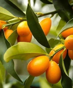 Nagami Kumquat Tree Live Plant – 2-5 Inch Tall Potted Seedling – Indoor/Outdoor Orange Fruit Citrus - Image 4