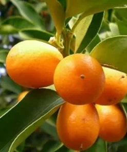 Nagami Kumquat Tree Live Plant – 2-5 Inch Tall Potted Seedling – Indoor/Outdoor Orange Fruit Citrus - Image 5