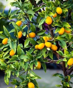 Nagami Kumquat Tree Live Plant – 2-5 Inch Tall Potted Seedling – Indoor/Outdoor Orange Fruit Citrus - Image 6