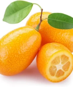 Nagami Kumquat Tree Live Plant – 2-5 Inch Tall Potted Seedling – Indoor/Outdoor Orange Fruit Citrus - Image 7
