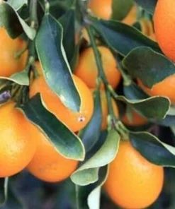Nagami Kumquat Tree Live Plant – 2-5 Inch Tall Potted Seedling – Indoor/Outdoor Orange Fruit Citrus - Image 8