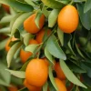 Nagami Kumquat Tree Live Plant – 2-5 Inch Tall Potted Seedling – Indoor/Outdoor Orange Fruit Citrus - Image 1
