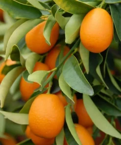 Nagami Kumquat Tree Live Plant – 2-5 Inch Tall Potted Seedling – Indoor/Outdoor Orange Fruit Citrus - Image 1