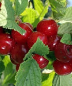 Nanking Bush Cherry Live Plant - Prunus tomentosa 'Nanking' Shrub 24+ Inches Tall - Image 2