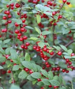 Nanking Bush Cherry Live Plant - Prunus tomentosa 'Nanking' - 24+ Inches Tall - Image 3