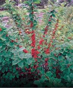 Nanking Bush Cherry Live Plant Prunus tomentosa 'Nanking' 24+ Inches Outdoor Shrub - Image 4