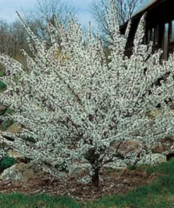 Nanking Bush Cherry Live Plant - Prunus tomentosa 'Nanking' - 24+ Inches Tall - Image 5