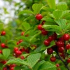 Nanking Bush Cherry Live Plant - Prunus tomentosa 'Nanking' Shrub 24+ Inches Tall - Image 1
