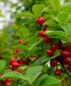 Nanking Bush Cherry Live Plant - Prunus tomentosa 'Nanking' Shrub 24+ Inches Tall - Image 1