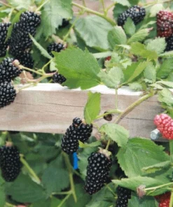 Natchez Blackberry Live Plants – 2 Pack – 1-2 Year Old – Outdoor Edible Fruits - Image 2