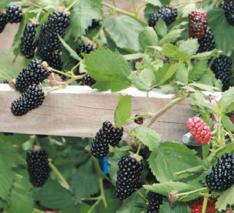 Natchez Blackberry Live Plants – 2 Pack – 1-2 Year Old – Outdoor Edible Fruits - Image 2