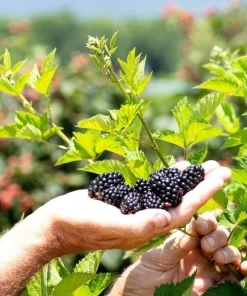 Natchez Blackberry Live Plants – 2 Pack – 1-2 Year Old – Outdoor Edible Fruits - Image 3