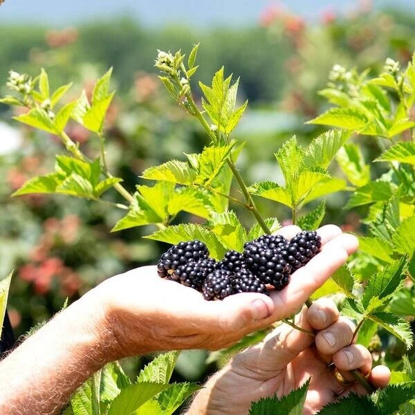 Natchez Blackberry Live Plants – 2 Pack – 1-2 Year Old – Outdoor Edible Fruits - Image 3