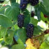 Natchez Blackberry Live Plants – 2 Pack – 1-2 Year Old – Outdoor Edible Fruits - Image 1
