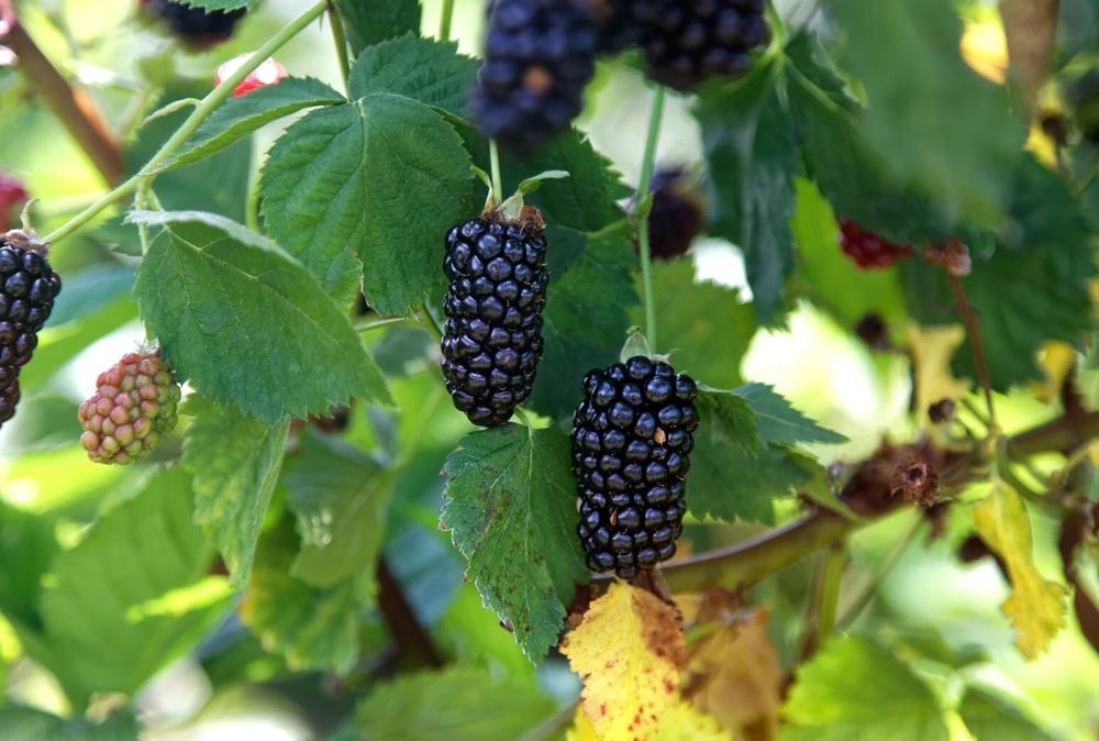 Natchez Blackberry Live Plants – 2 Pack – 1-2 Year Old – Outdoor Edible Fruits - Image 1