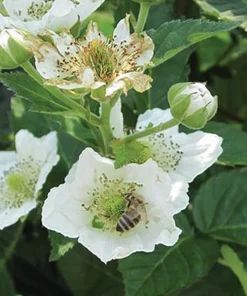 Natchez Thornless Blackberry Plant – Live Starter Plant – 4-6 inch – Outdoor Edible Fruit Shrub - Image 2