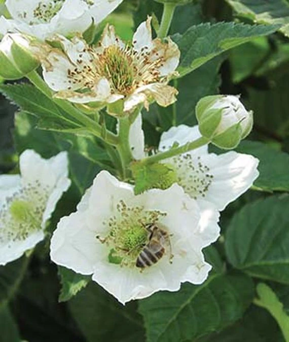 Natchez Thornless Blackberry Plant – Live Starter Plant – 4-6 inch – Outdoor Edible Fruit Shrub - Image 2