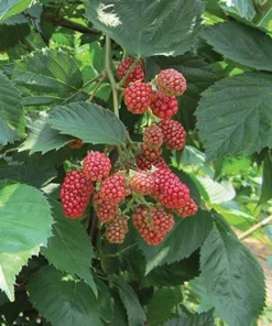Natchez Thornless Blackberry Plant – Live Starter Plant – 4-6 inch – Outdoor Edible Fruit Shrub - Image 3