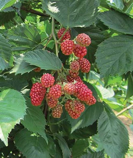 Natchez Thornless Blackberry Plant – Live Starter Plant – 4-6 inch – Outdoor Edible Fruit Shrub - Image 3